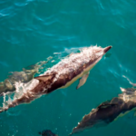 Lovina Dolphin Tour