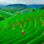 Jatiluwih Rice Terrace Tour